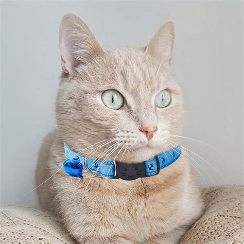 custom collars for cats